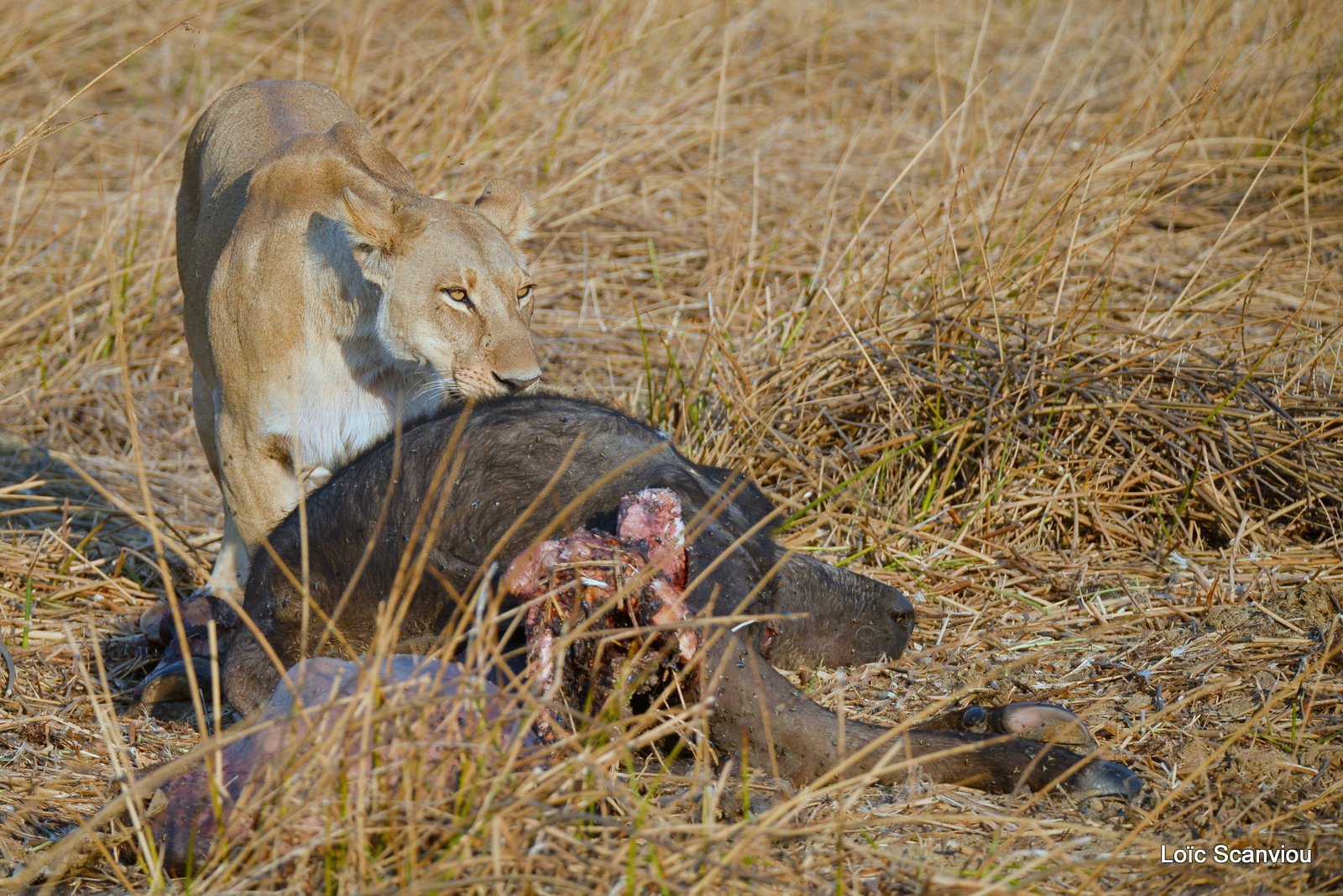 Lionne mangeant/Lioness eating (4)
