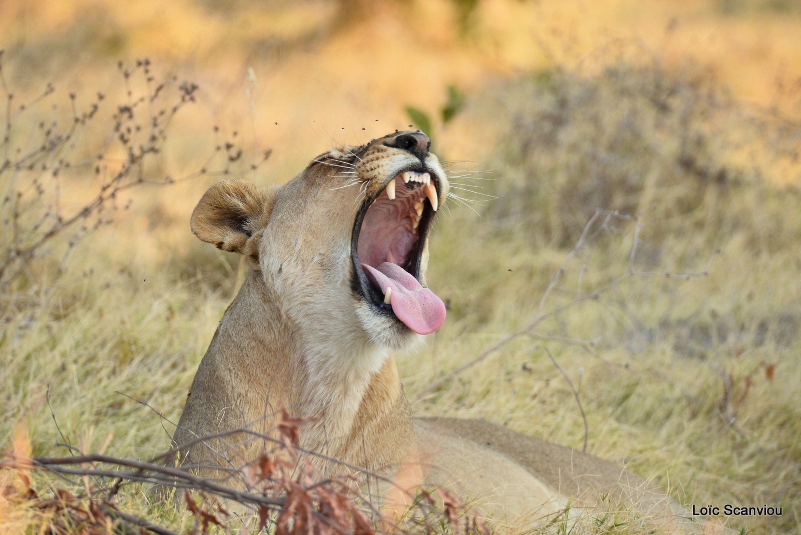 Lionne/Lioness (6)