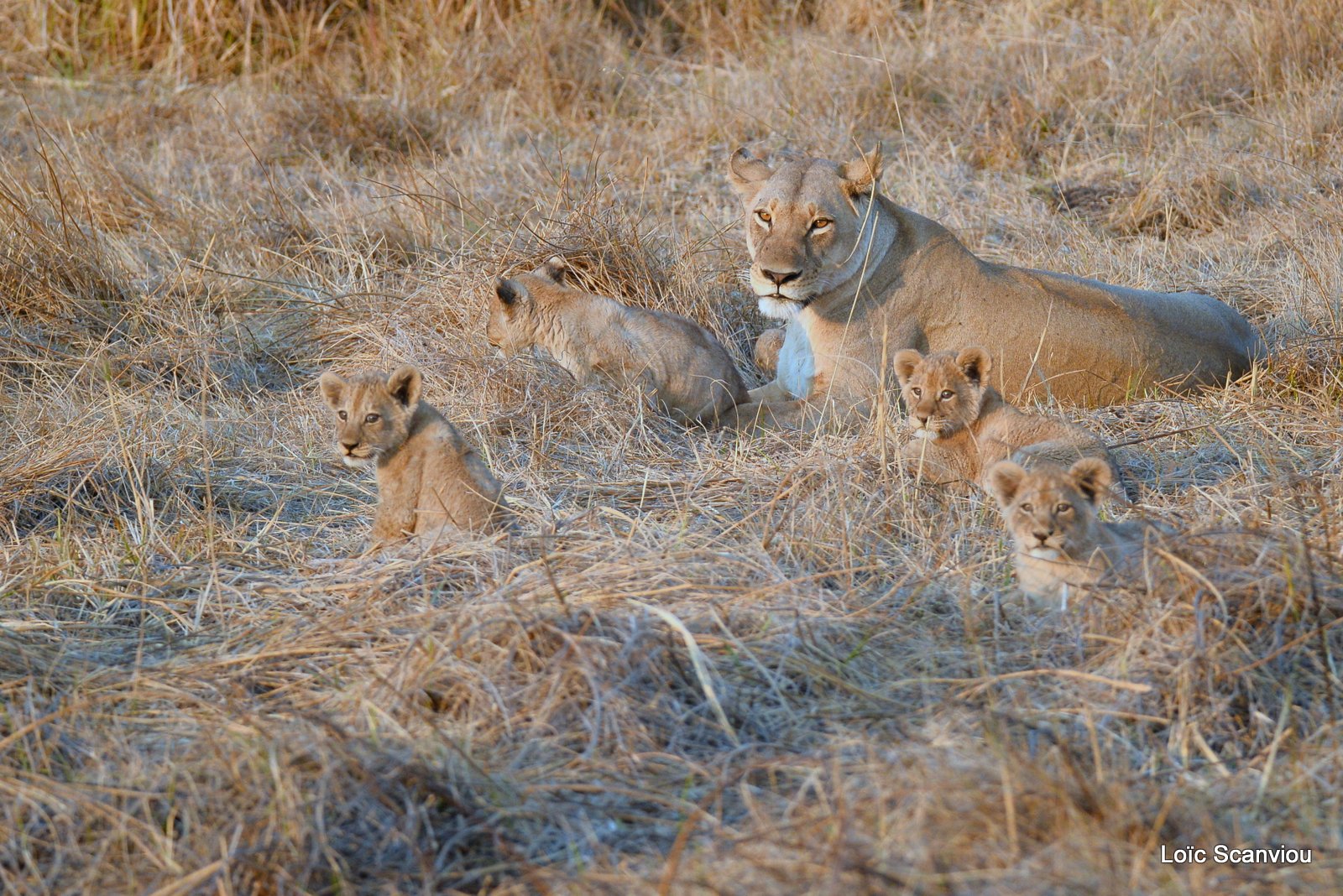 Lionne et lionceaux/Lioness and cubs (1)