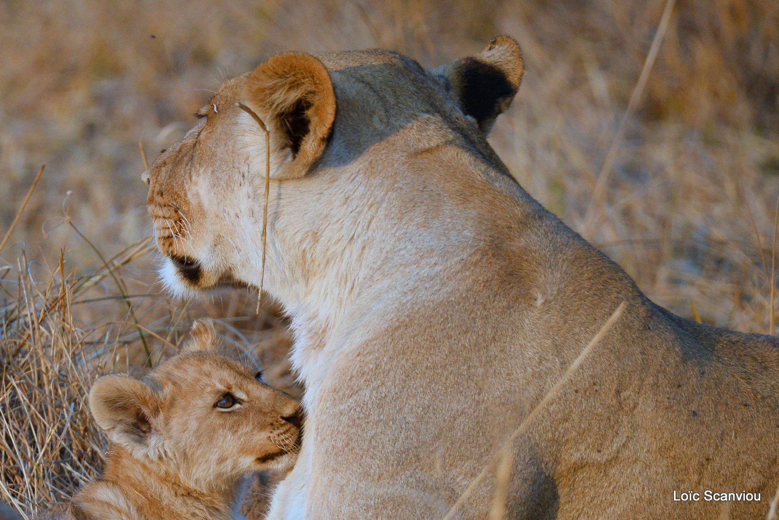 Lionne et lionceaux/Lioness and cubs (2)