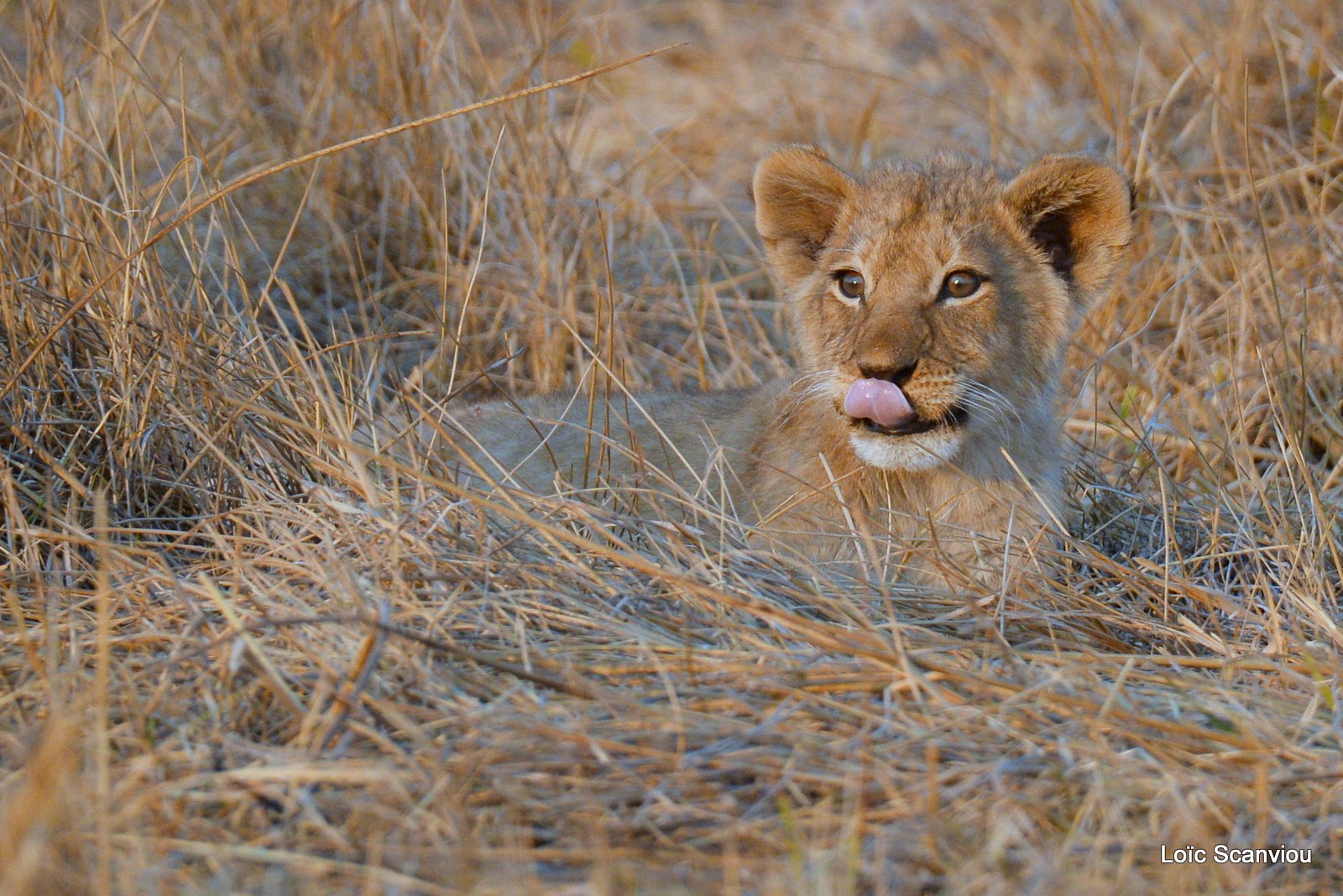Lionceau/Lion cub (1)