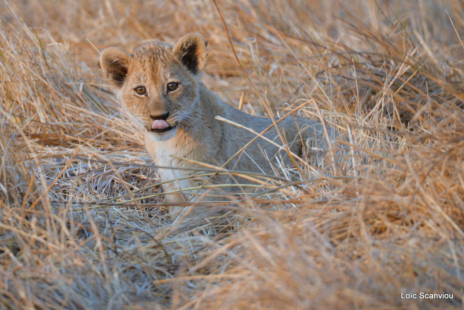 Lionceau/Lion cub (2)