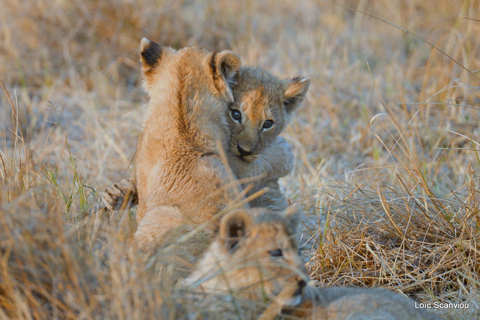 Lionceau/Lion cub (3)