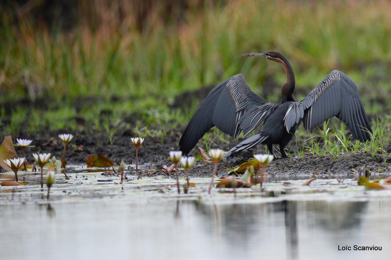 Anhinga/African Darter (1)