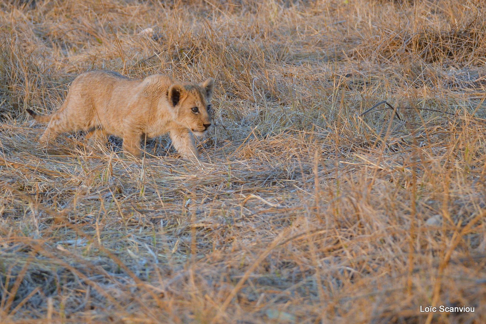 Lionceau/Lion cub (4)