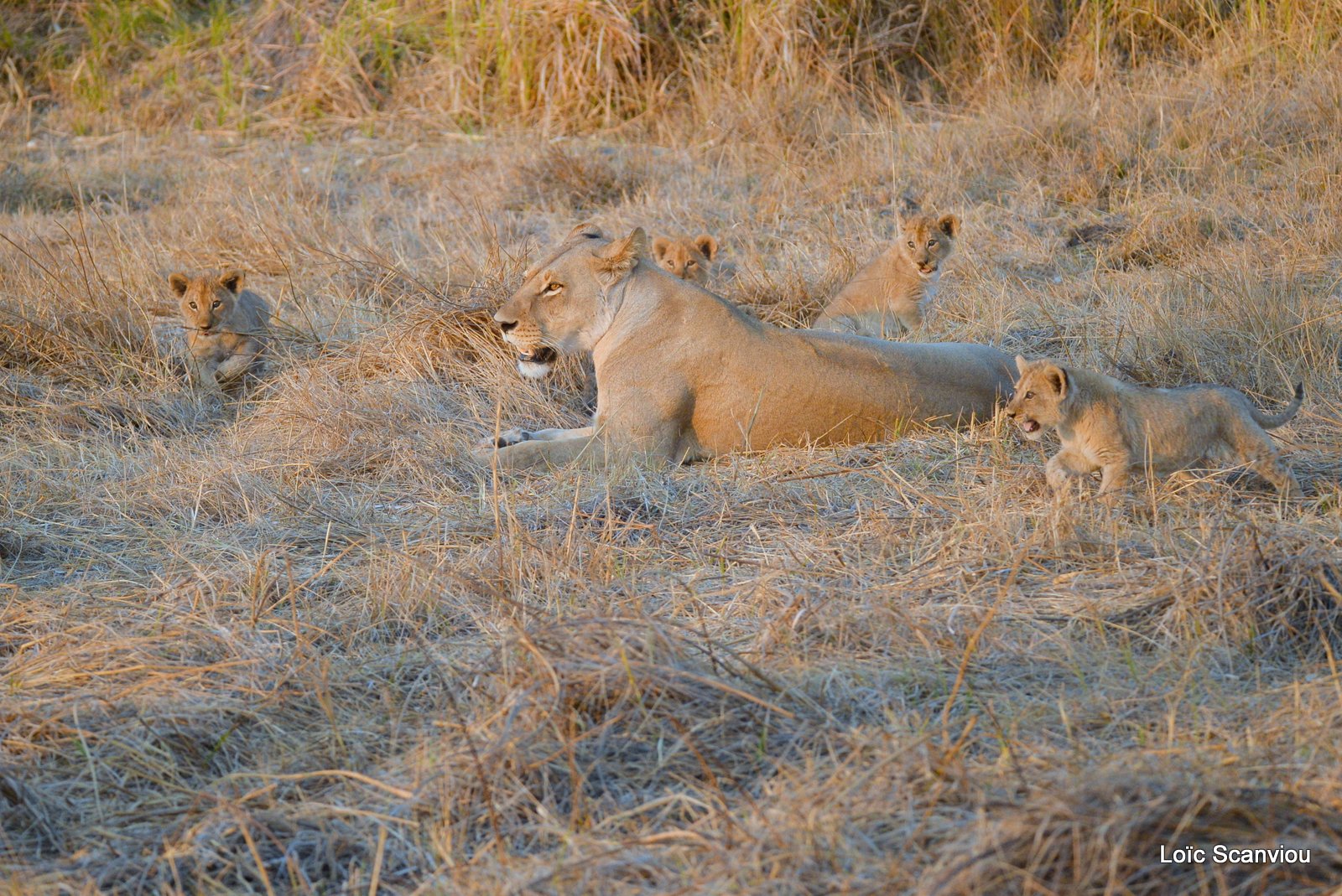 Lionne et lionceaux/Lioness and cubs (3)