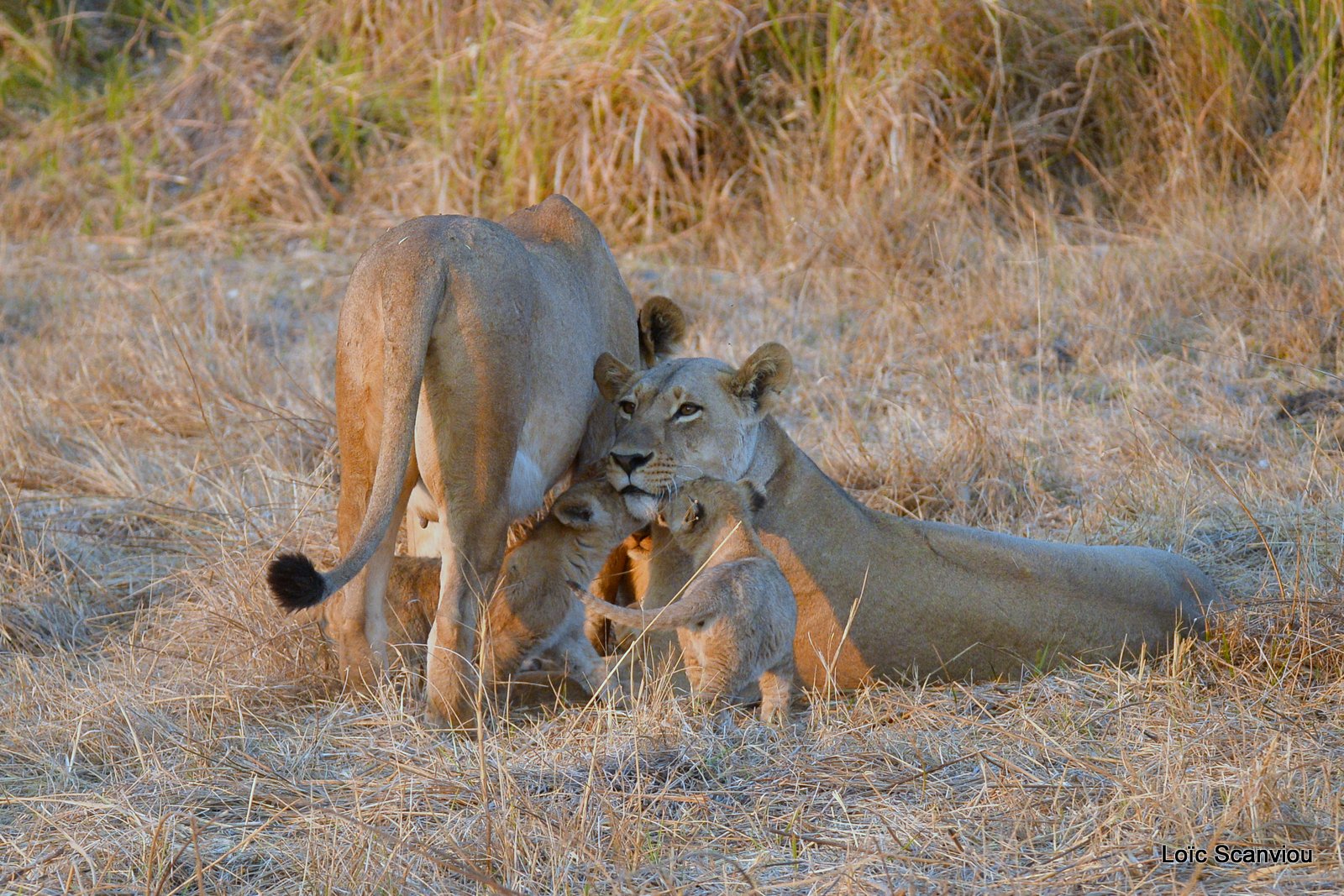 Lionne et lionceaux/Lioness and cubs (4)