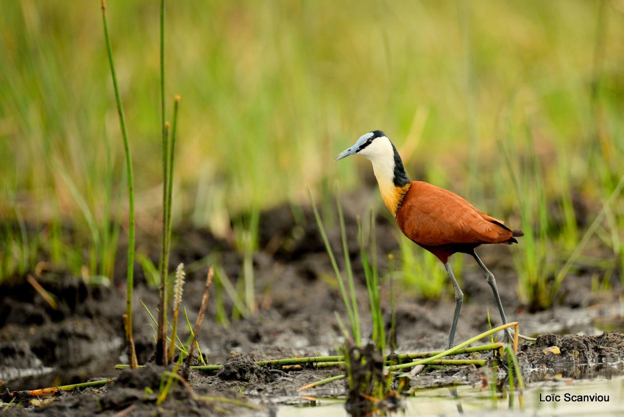 Jacana à poitrine dorée/African Jacana (4)
