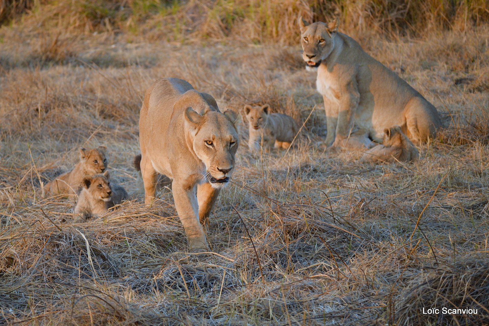 Lionne et lionceaux/Lioness and cubs (5)