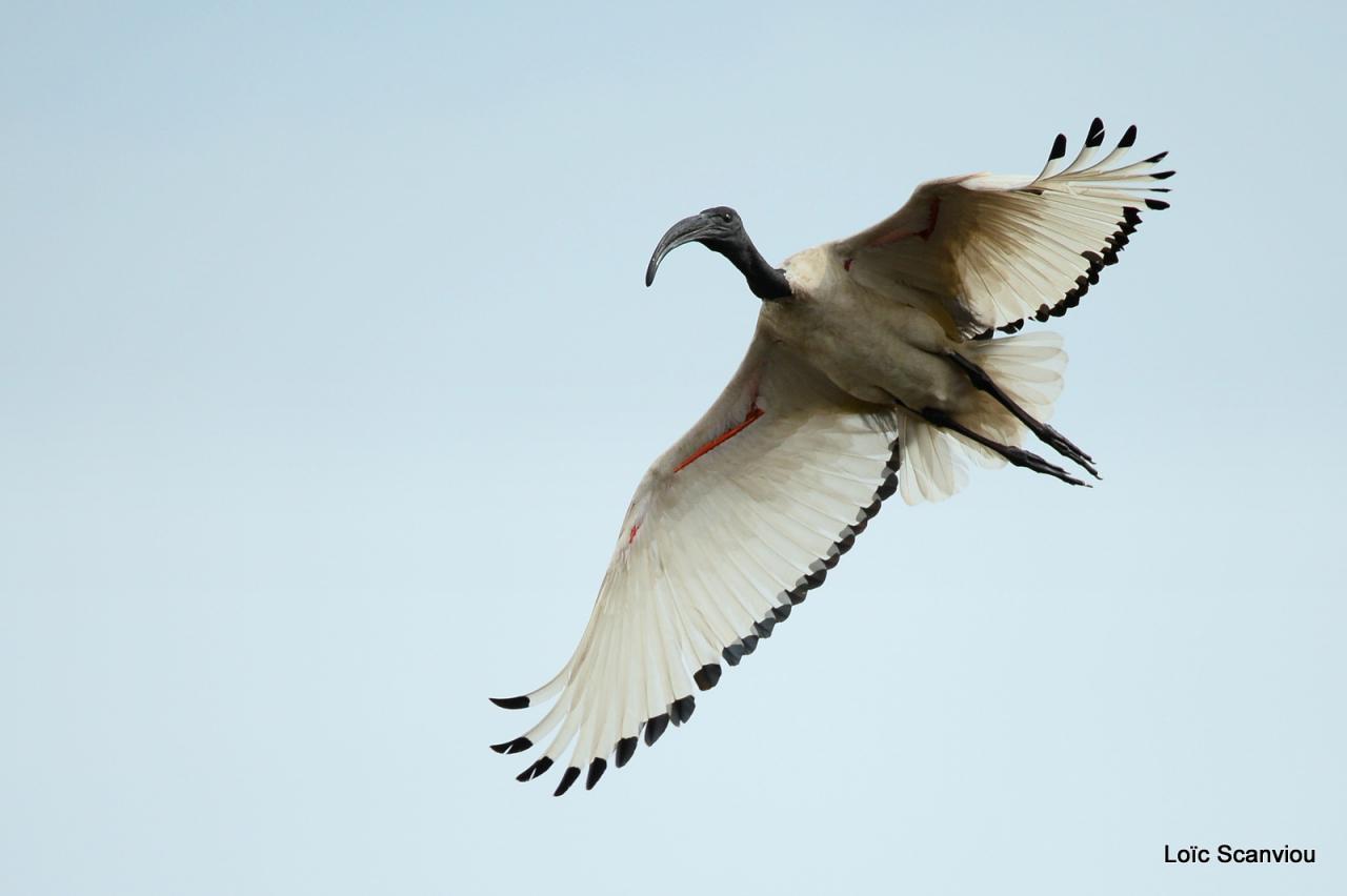 Ibis sacré/Sacred Ibis (2)