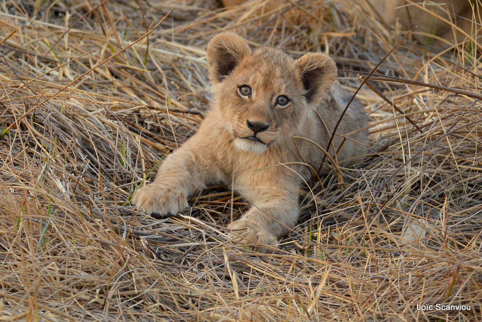 Lionceau/Lion cub (5)