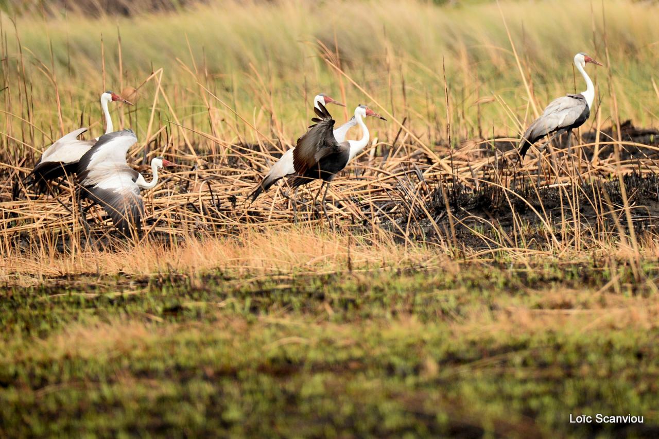 Grue caronculée/Wattled Crane (1)