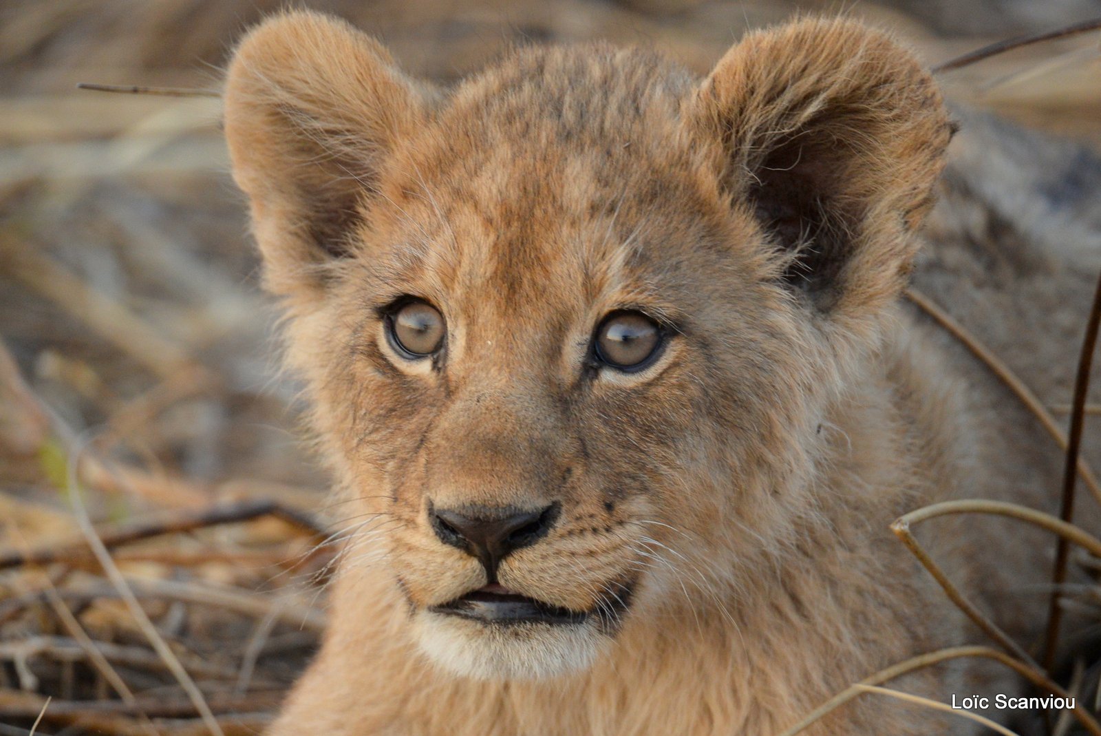 Lionceau/Lion cub (6)