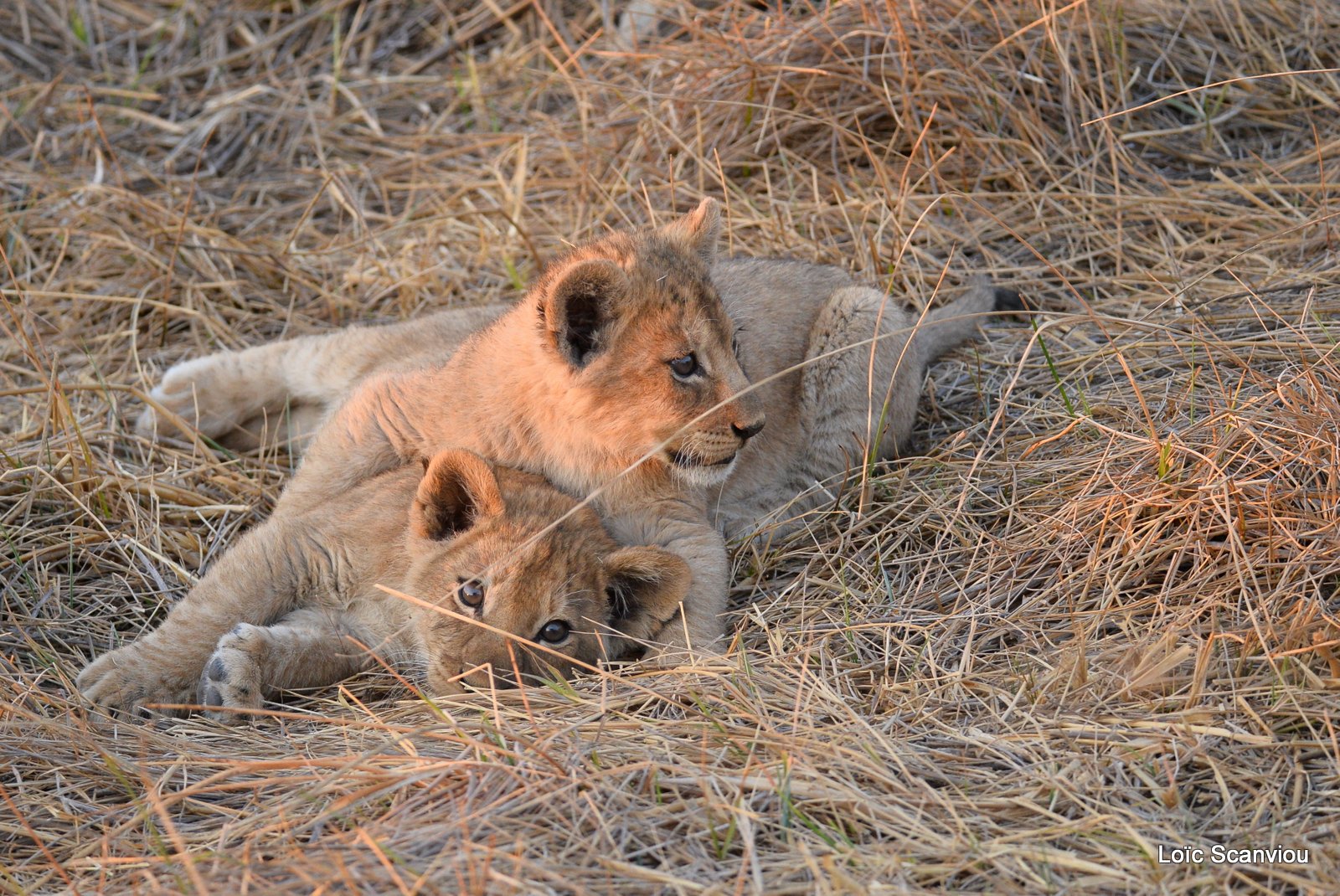 Lionceau/Lion cub (7)
