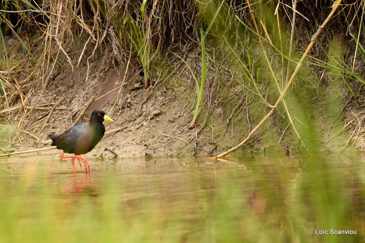 Râle à bec jaune/Black Crake (1)