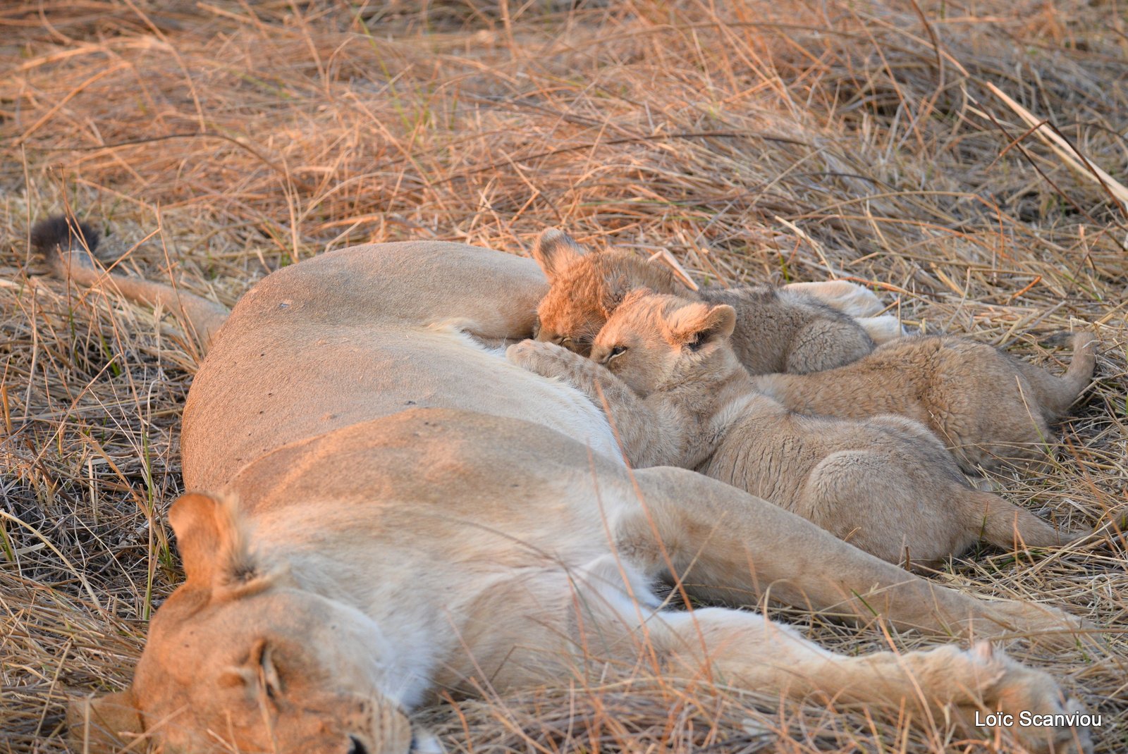 Lionne et lionceaux/Lioness and cubs (6)