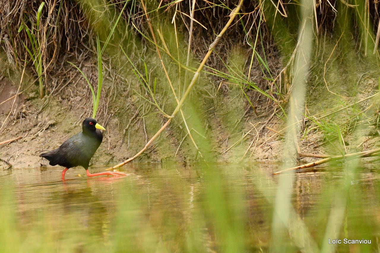 Râle à bec jaune/Black Crake (2)