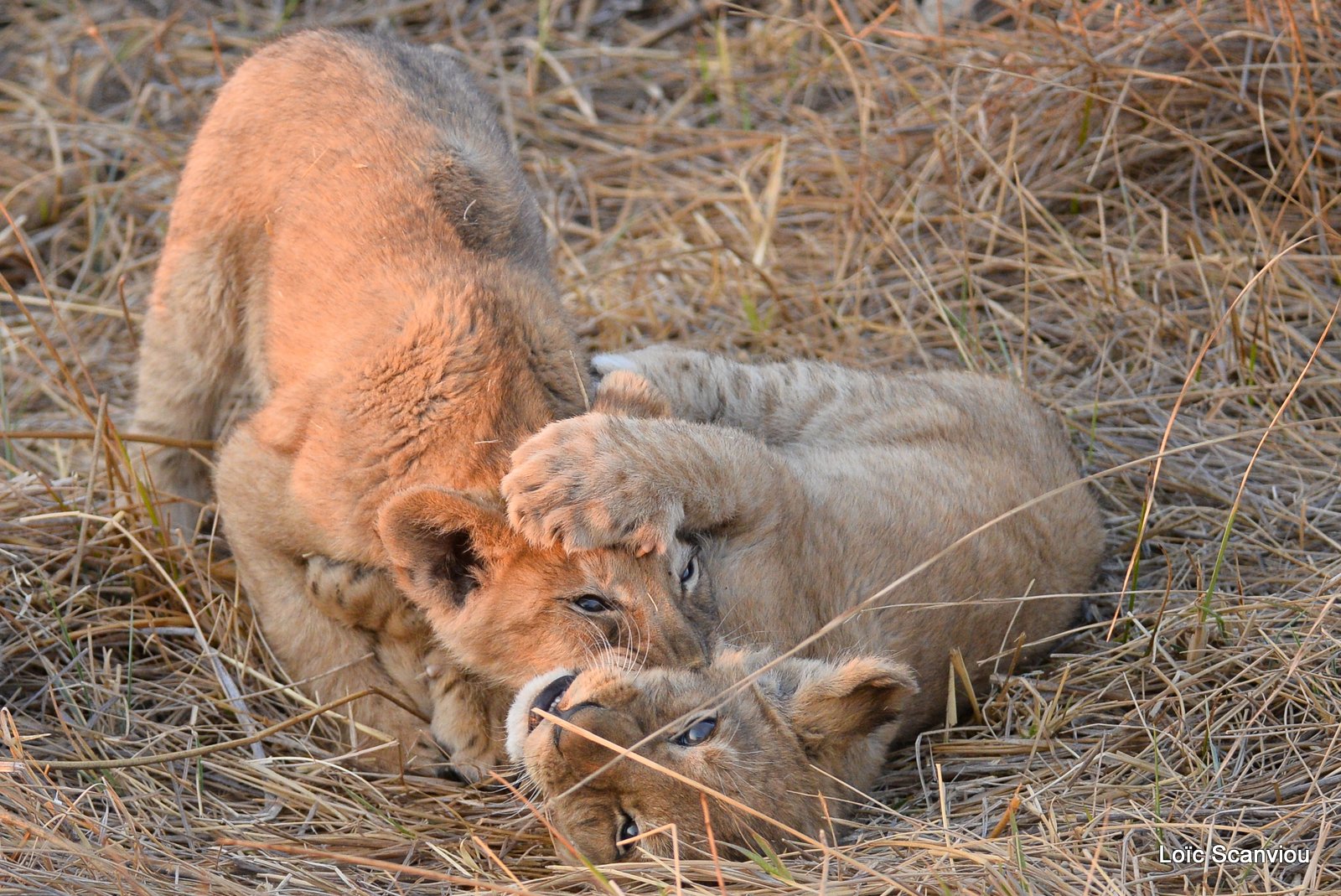Lionceau/Lion cub (8)