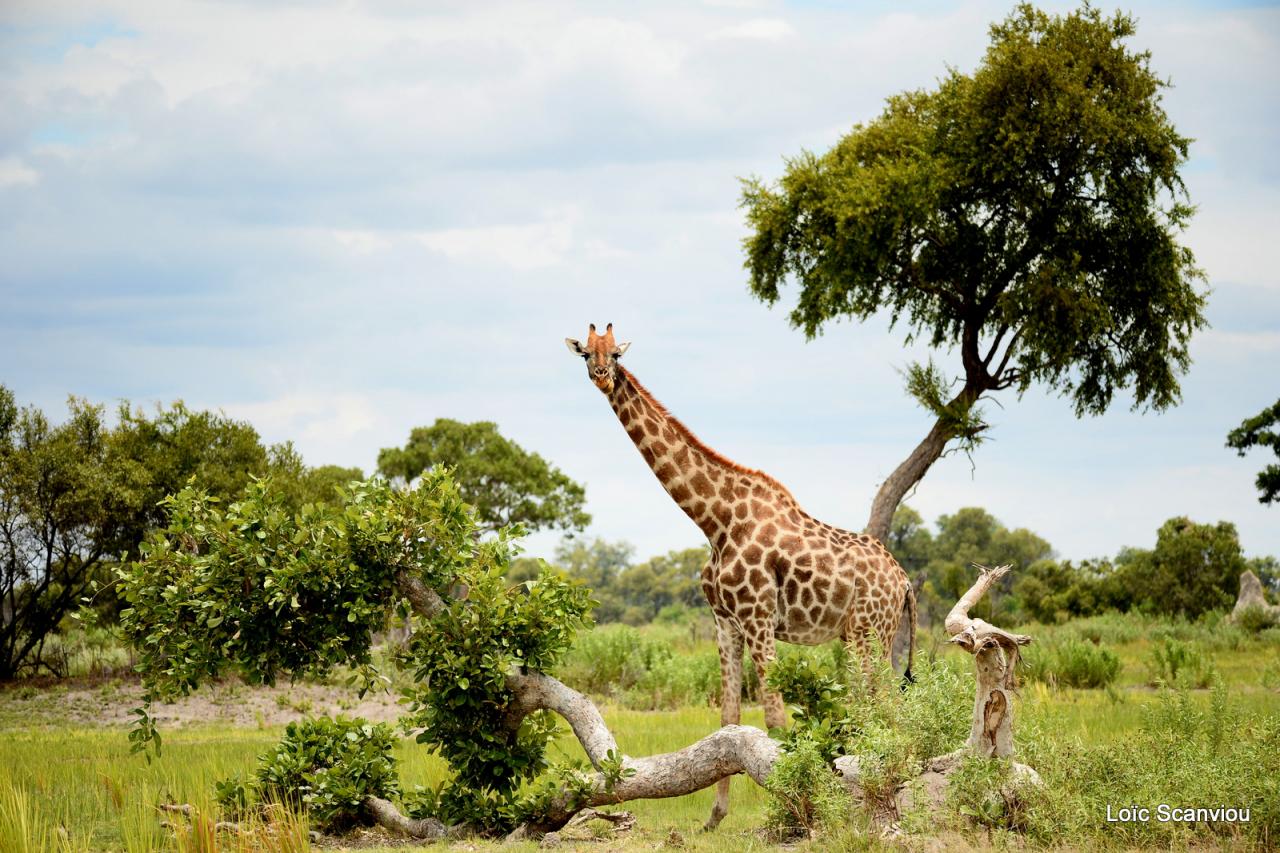 Girafe/Giraffe (2)