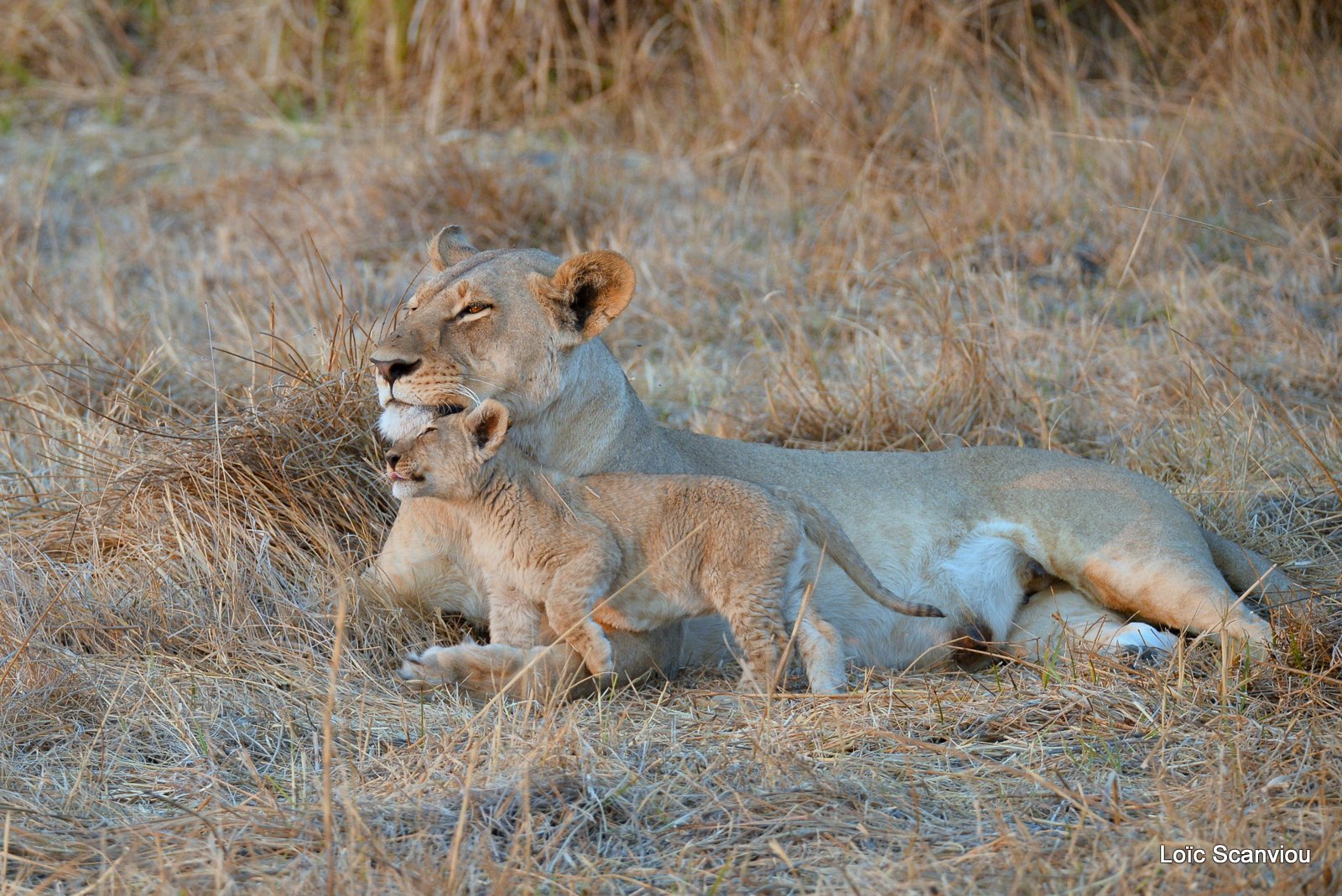 Lionne et lionceaux/Lioness and cubs (7)