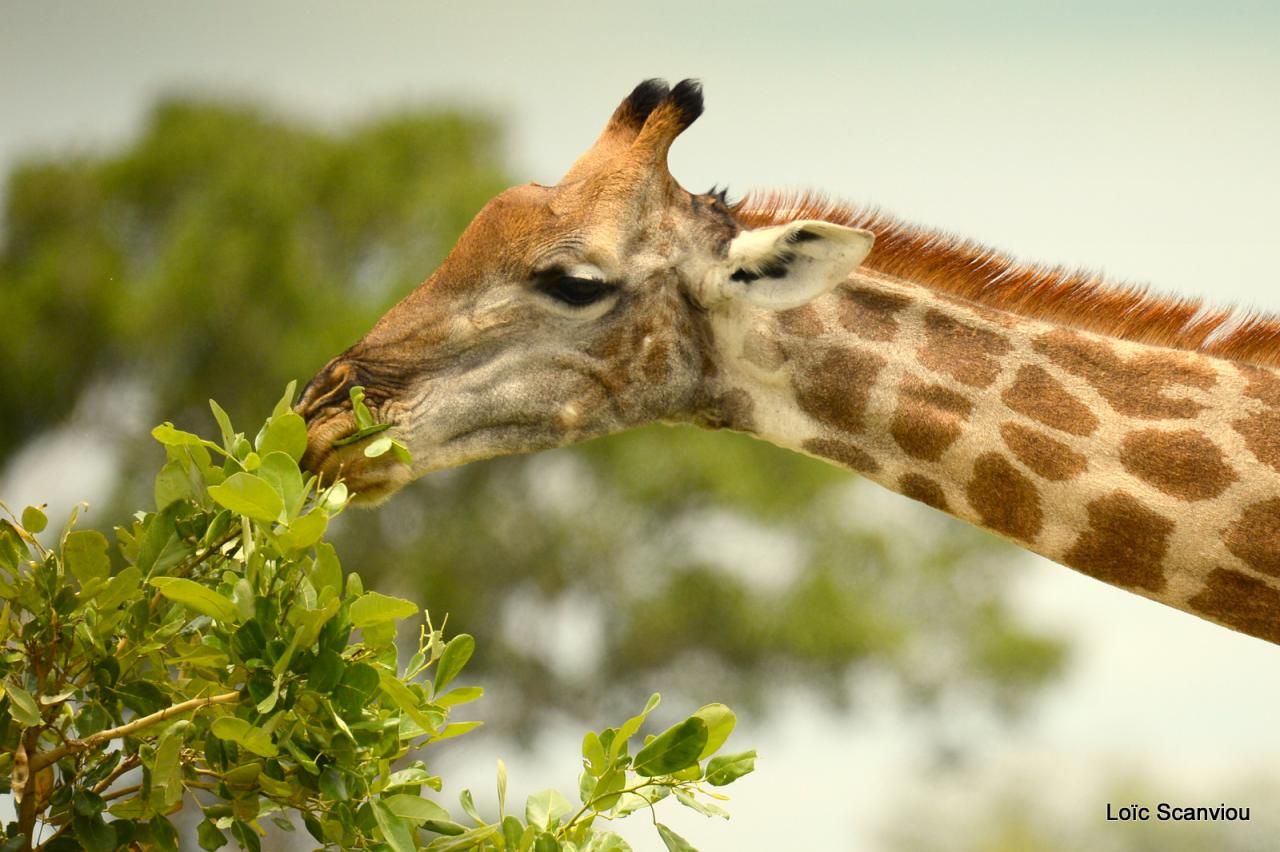 Girafe/Giraffe (3)