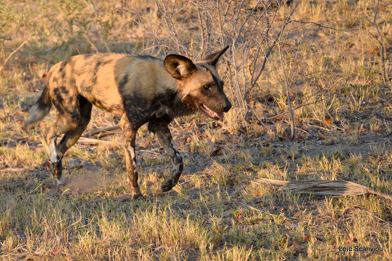 Lycaon/African Wild Dog (8)