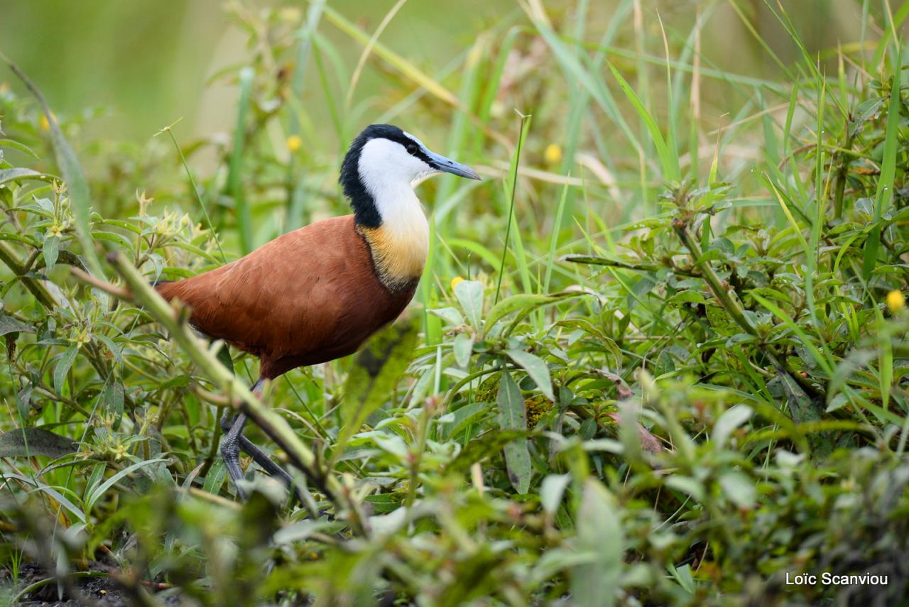 Jacana à poitrine dorée/African Jacana (1)