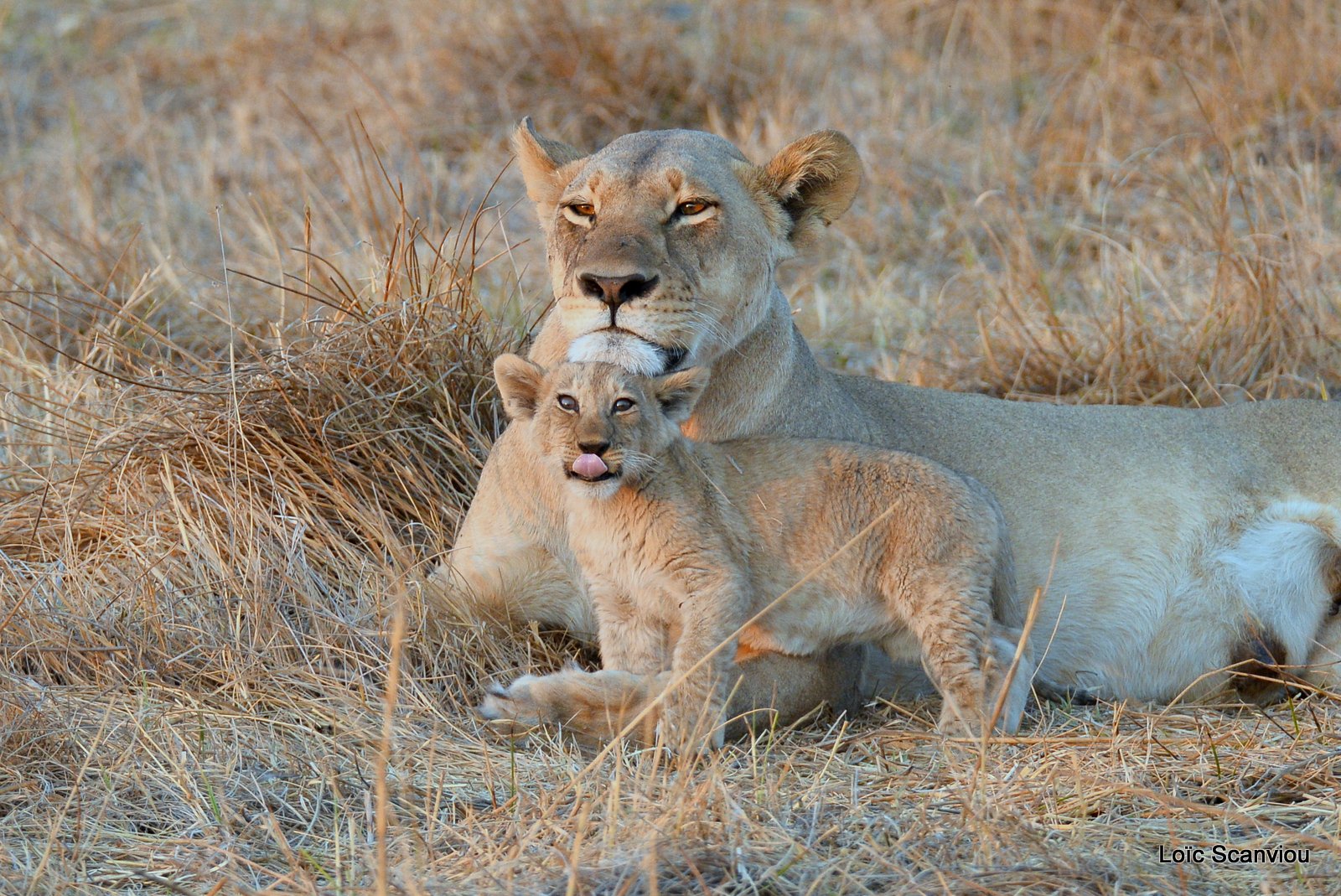 Lionne et lionceaux/Lioness and cubs (8)