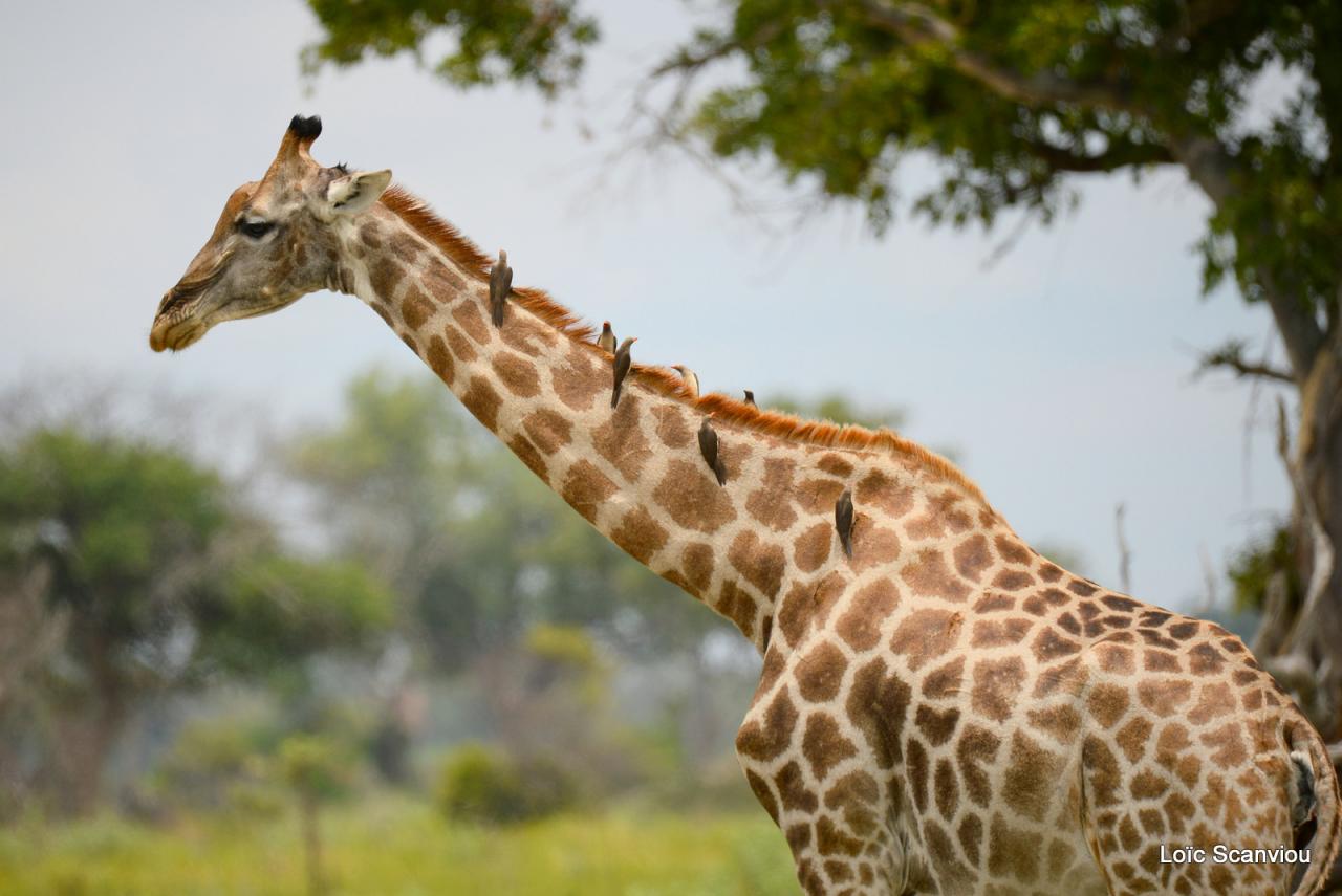 Girafe/Giraffe (4)