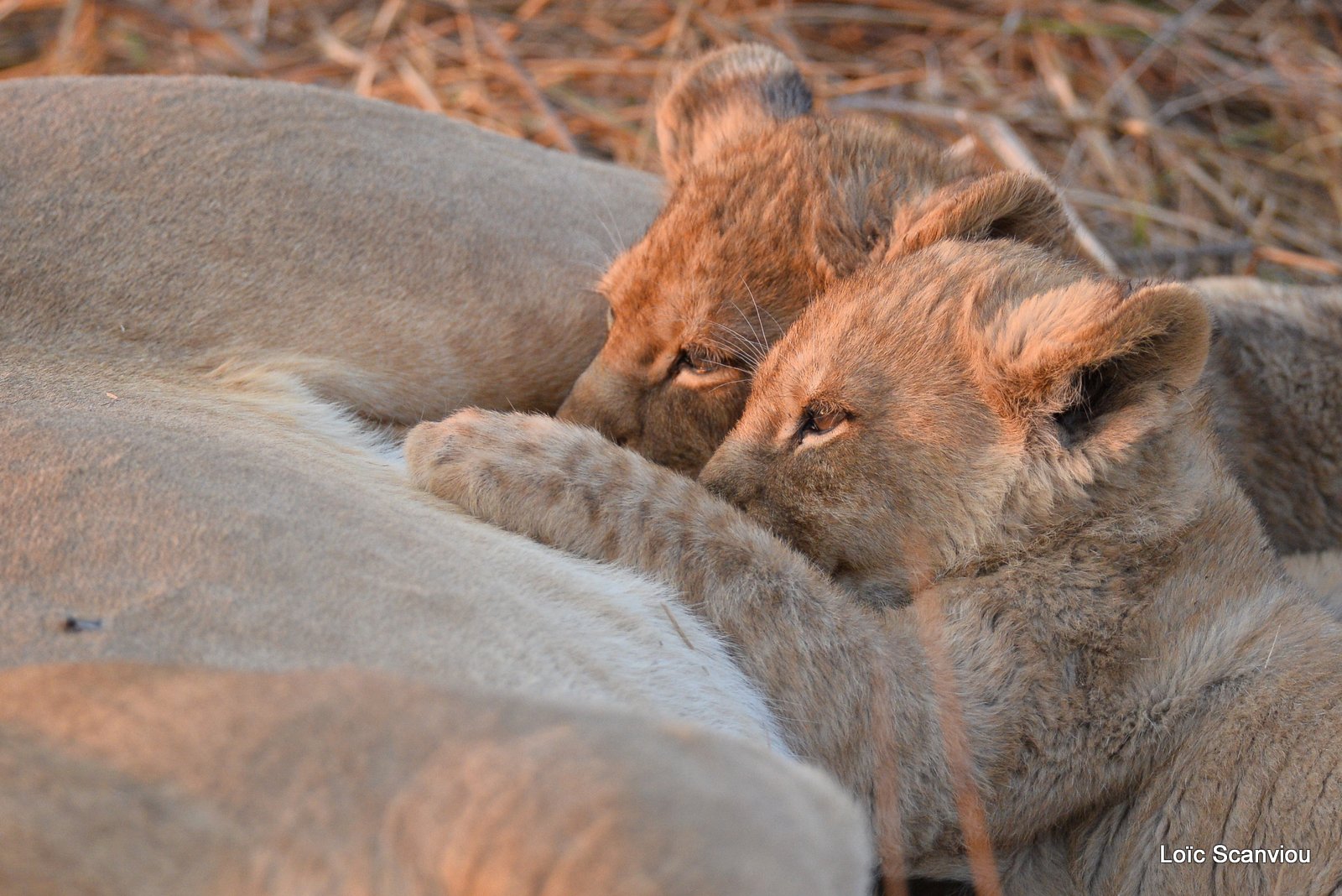 Lionne et lionceaux/Lioness and cubs (9)