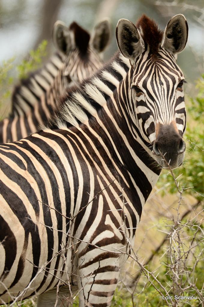Zèbre/Zebra 