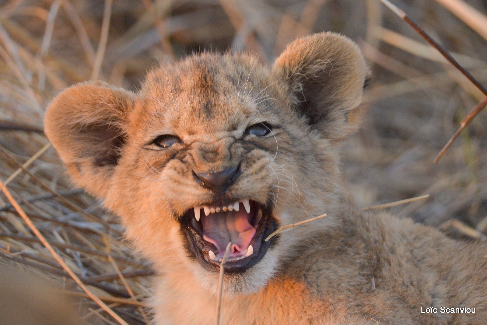 Lionceau/Lion cub (9)