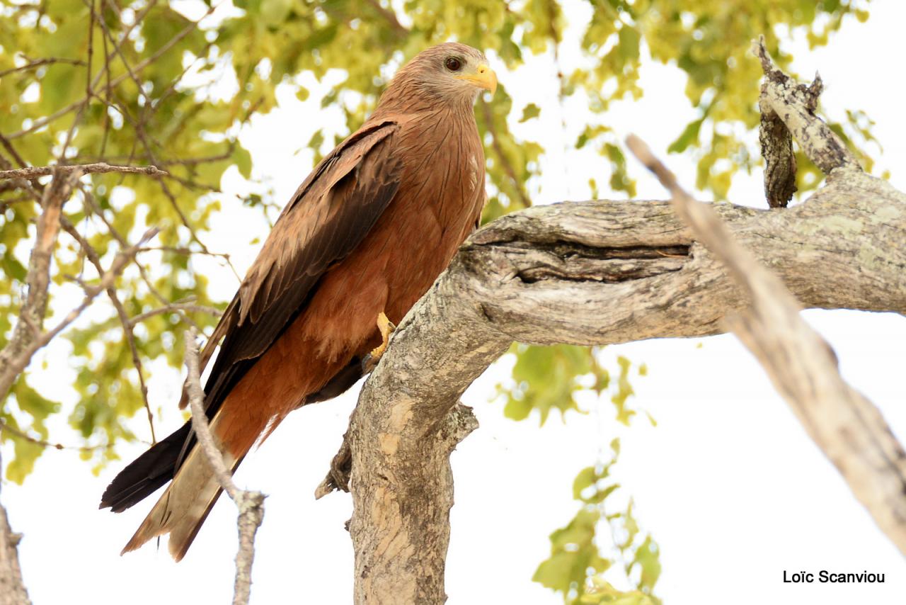 Milan à bec jaune/Yellow-billed Kite (1)