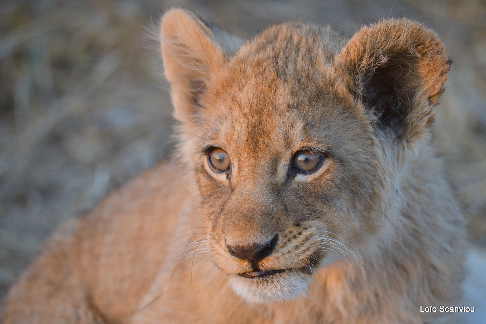 Lionceau/Lion cub (10)