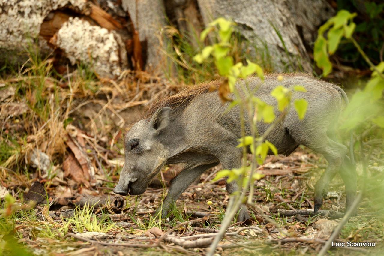 Phacochère/Warthog (1)