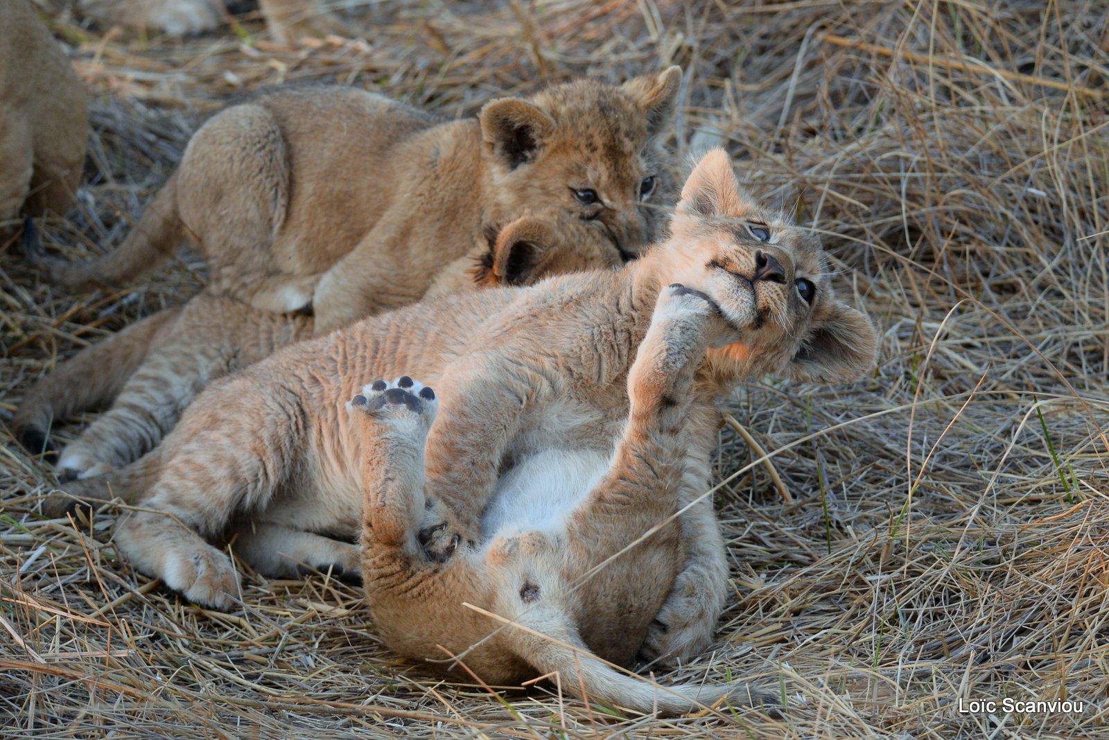 Lionceau/Lion cub (11)