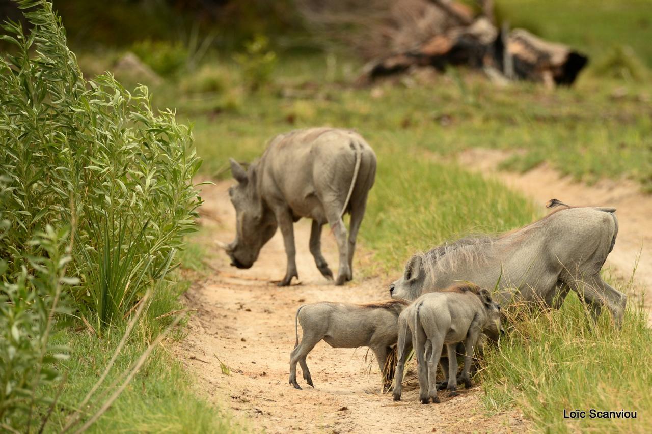 Phacochère/Warthog (2)