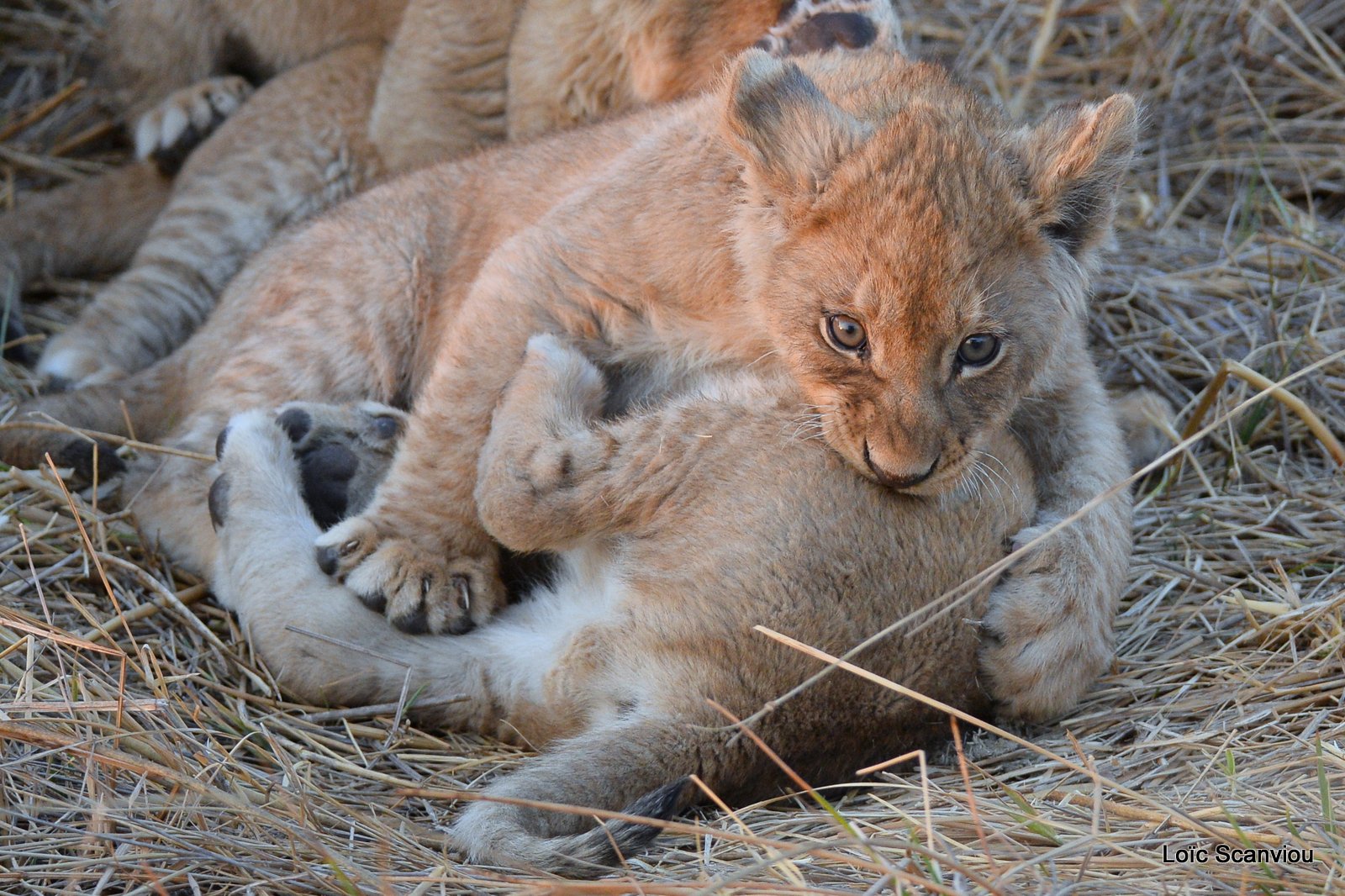 Lionceau/Lion cub (12)