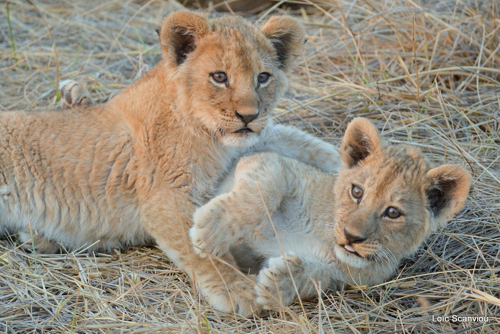 Lionceau/Lion cub (13)