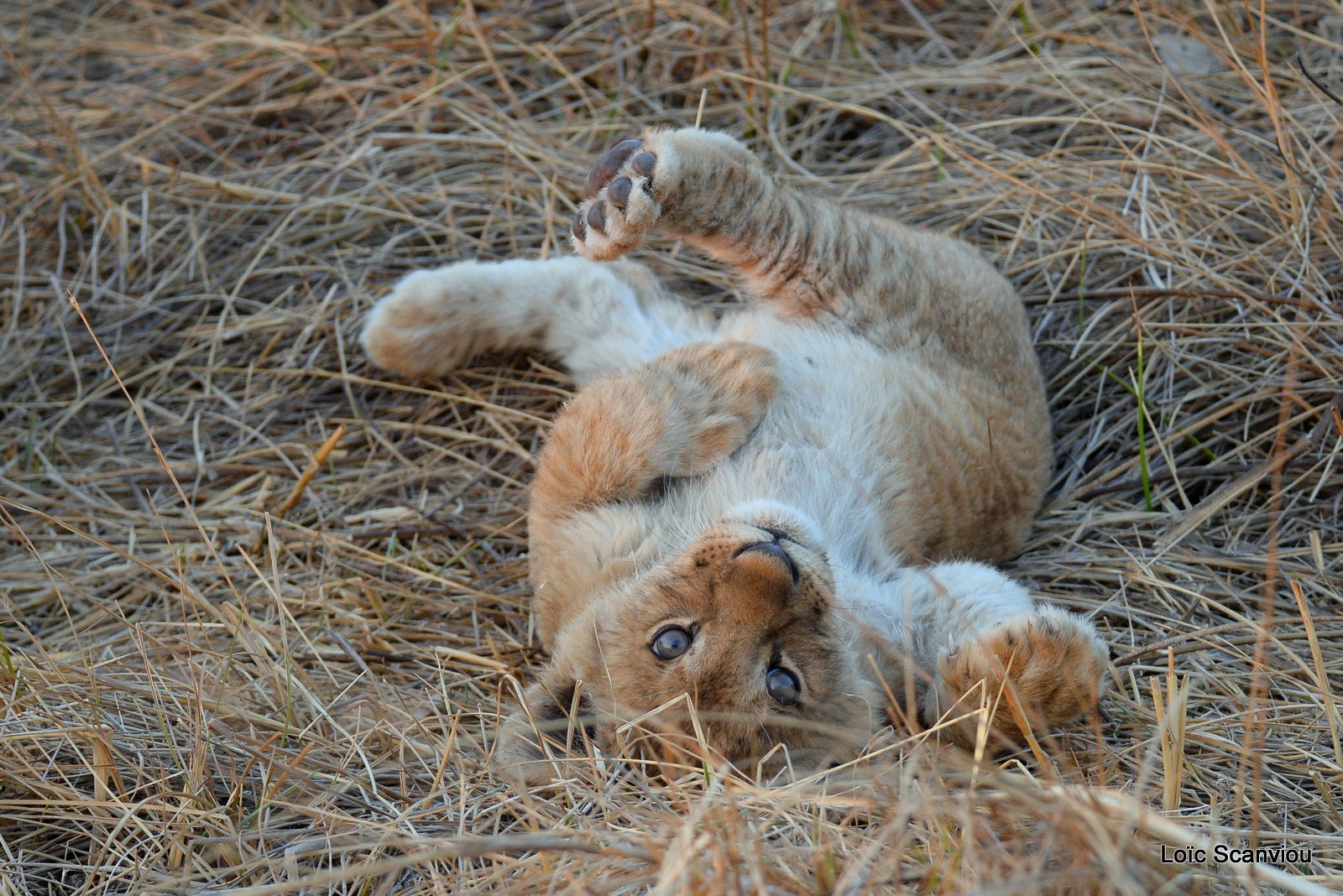 Lionceau/Lion cub (14)