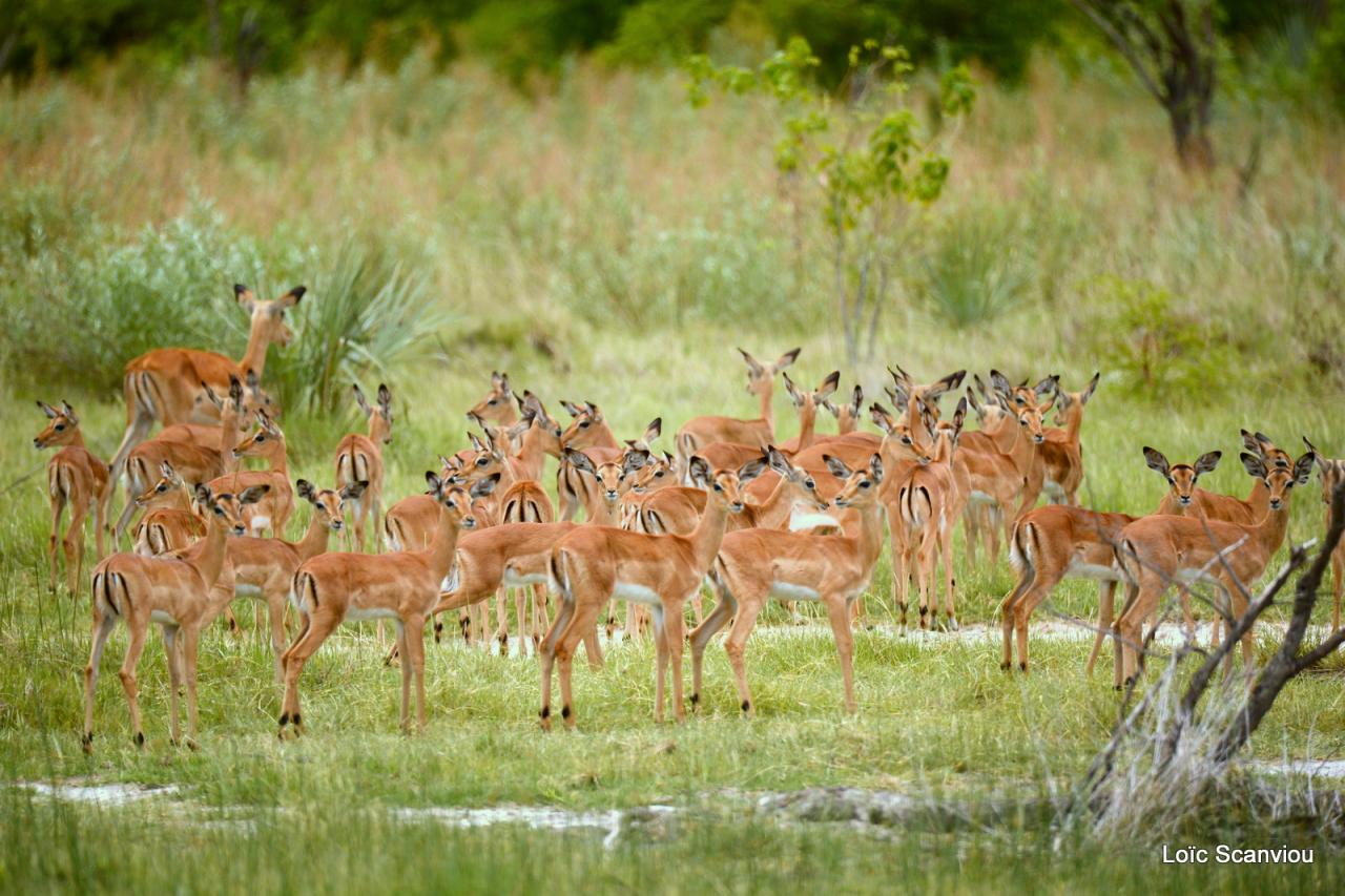 Impala (3)