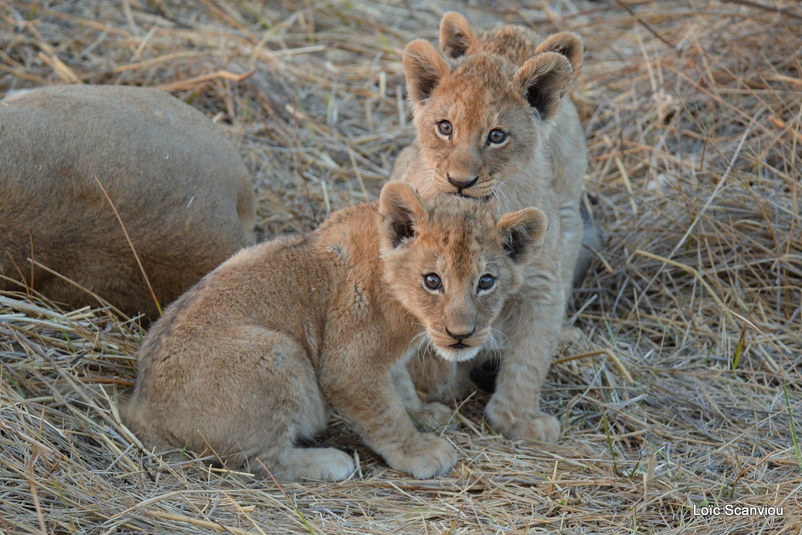 Lionceau/Lion cub (15)
