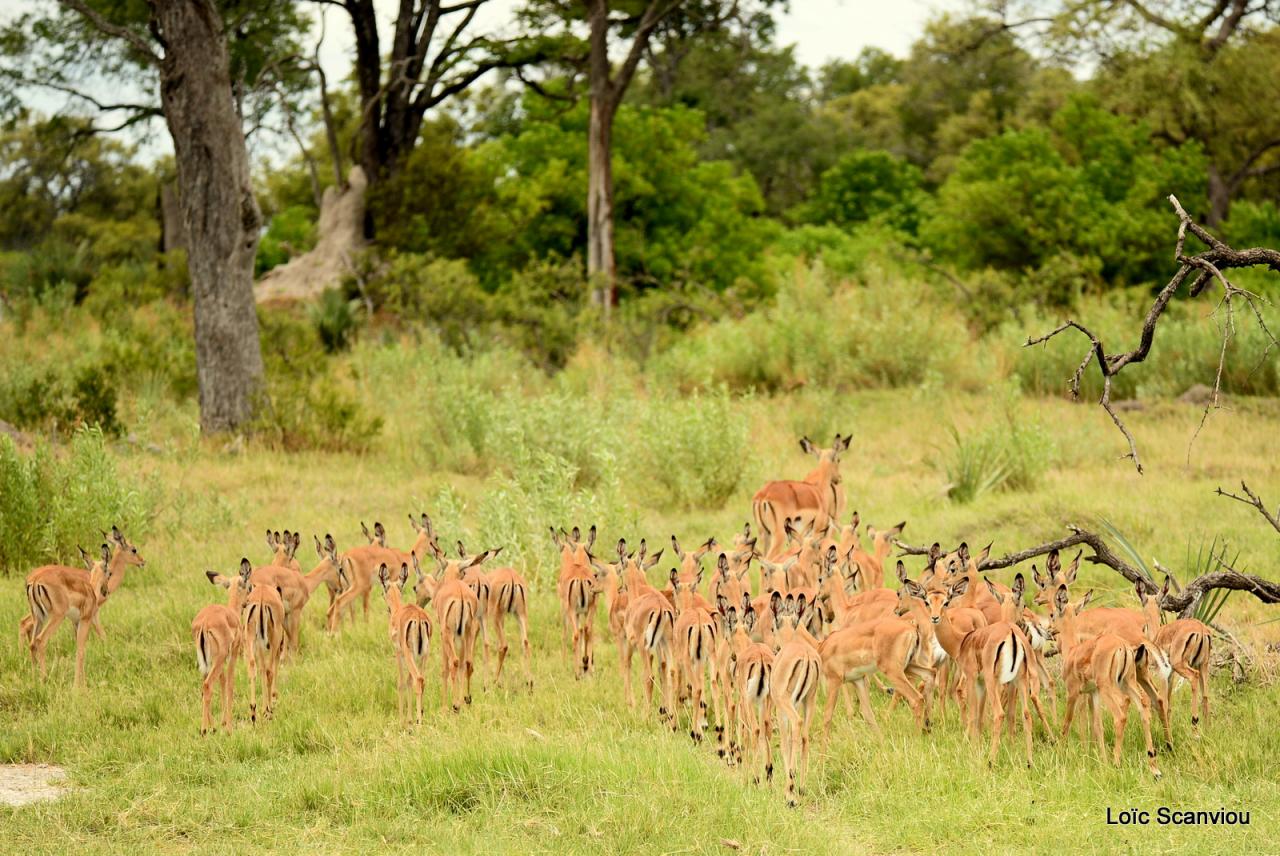 Impala (4)