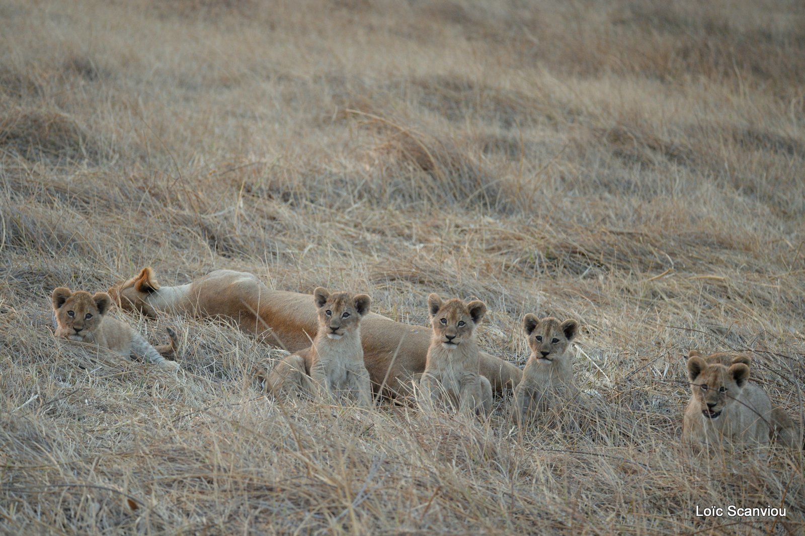 Lionne et lionceaux/Lioness and cubs (10)