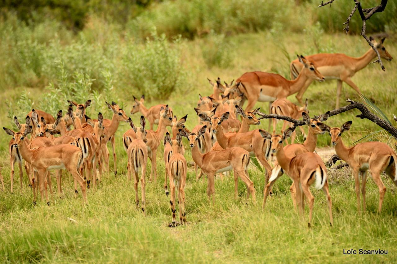 Impala (5)