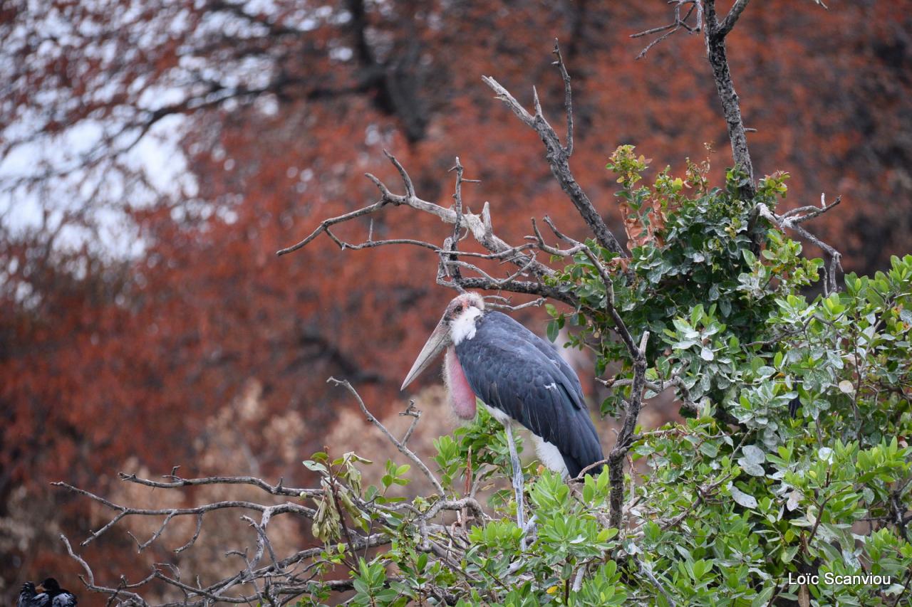 Marabout/Marabou Stork (2)