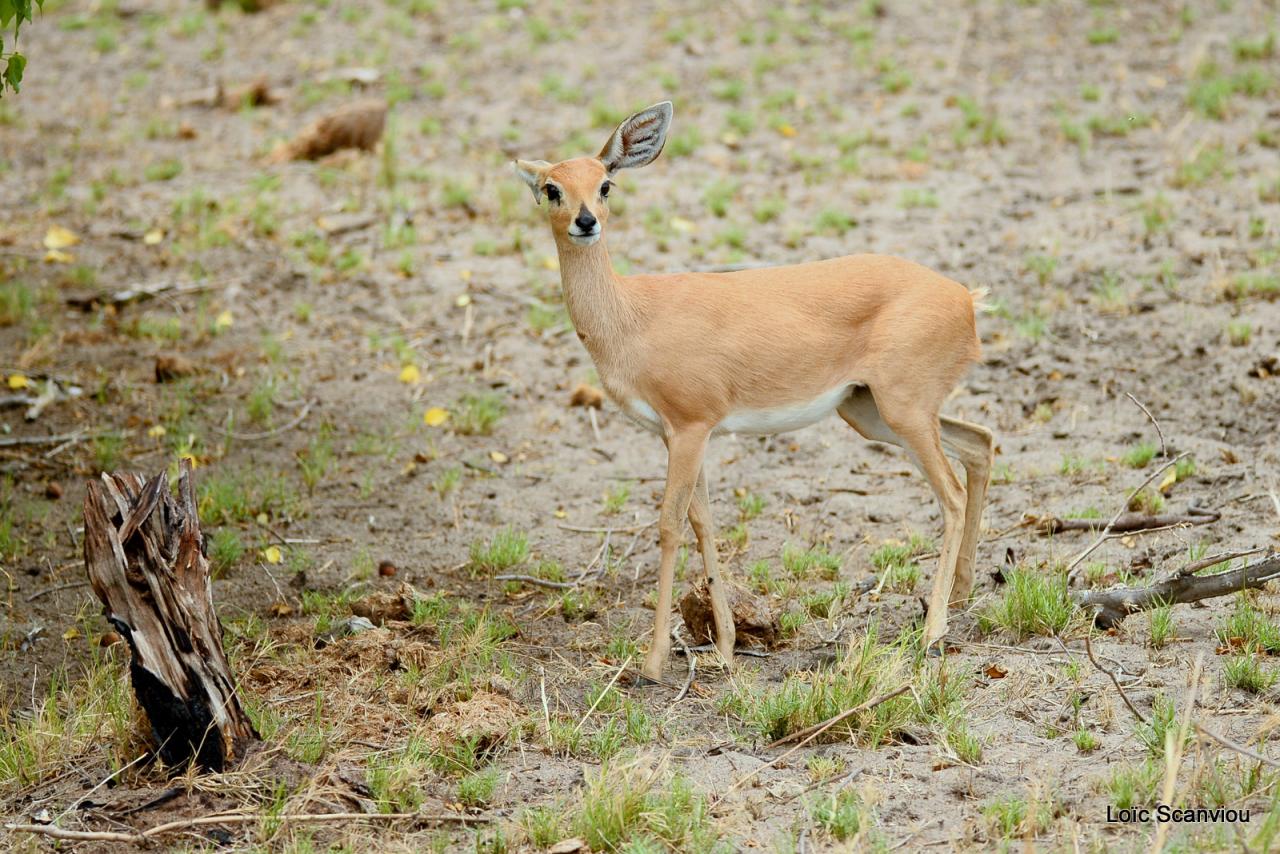 Cobe des roseaux/Reedbuck (2)