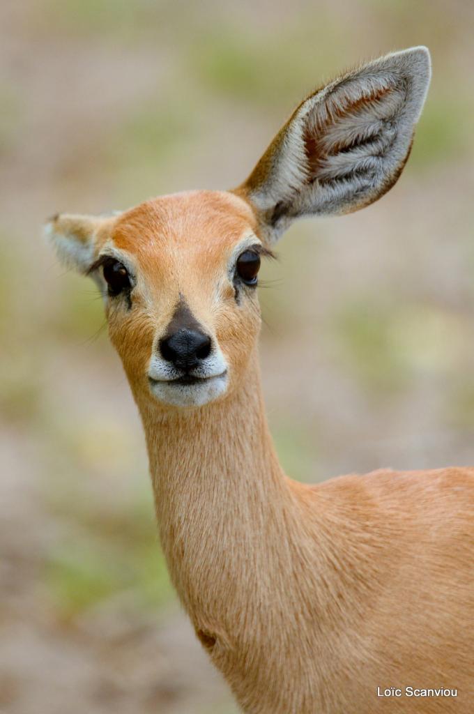 Cobe des roseaux/Reedbuck (3)