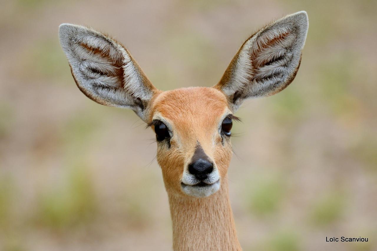 Cobe des roseaux/Reedbuck (4)