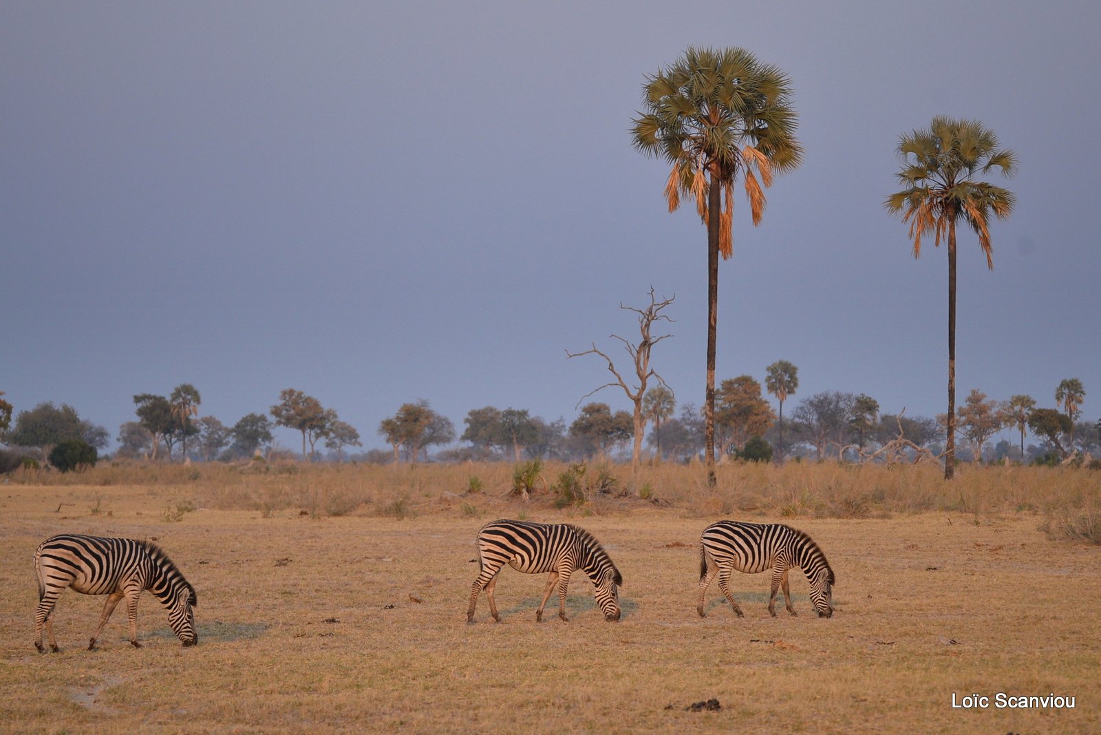 Zèbres/Zebras (9)